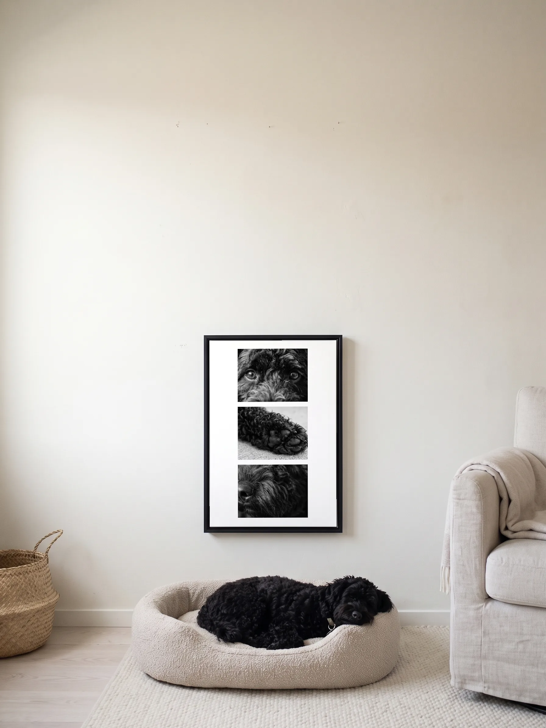 A black poodle asleep in its bed under its own three black-and-white studies, a framed canvas on the wall