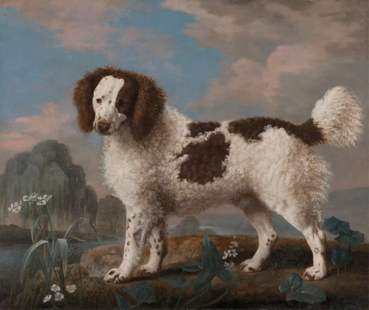 A curly brown and white spaniel standing in profile on a riverbank under a pink and blue sky