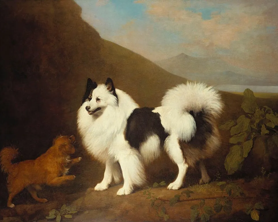 A large black and white spitz standing on a hillside, a small brown spaniel jumping up at it