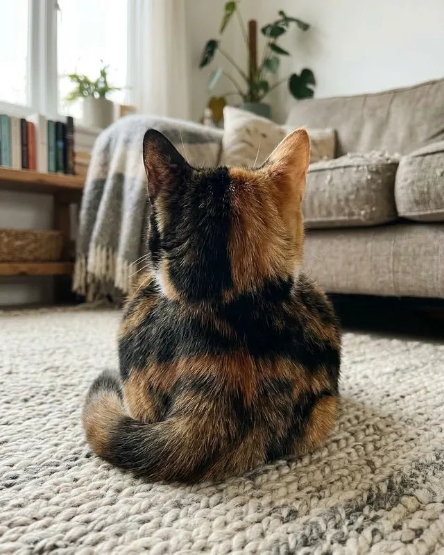 The same cat photographed from behind, its face turned away