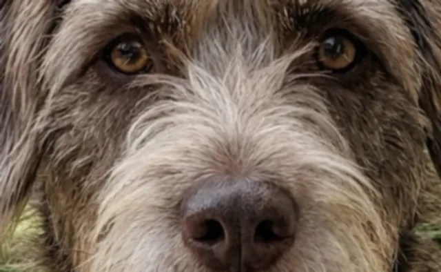 The terrier's eyes and nose only, its ears and chin cut off