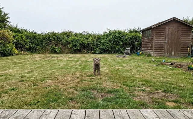 The same terrier as a small figure in the middle of a large lawn