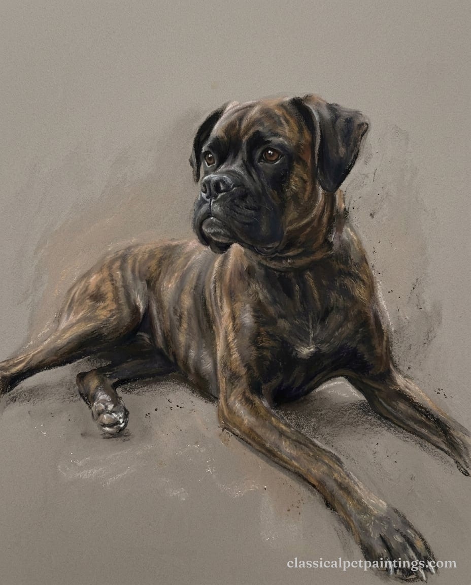 Pastel Study painting of a dark brindle Boxer with a black mask and folded natural ears, lying down with its head turned, on a warm gray ground