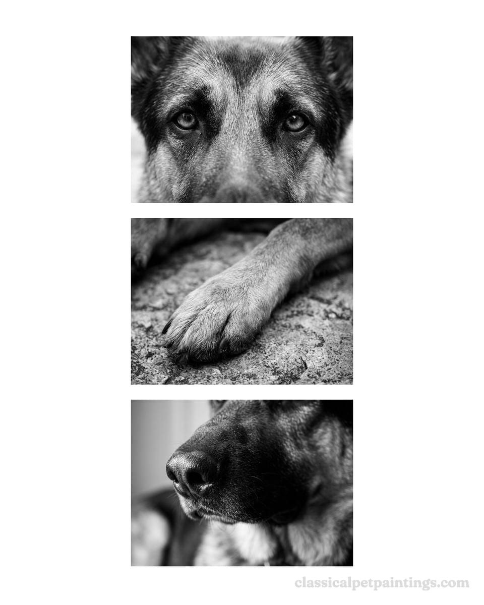 Three black-and-white close-ups of a black and tan German shepherd: the eyes under tan brows, a front paw on stone, and the black nose in profile
