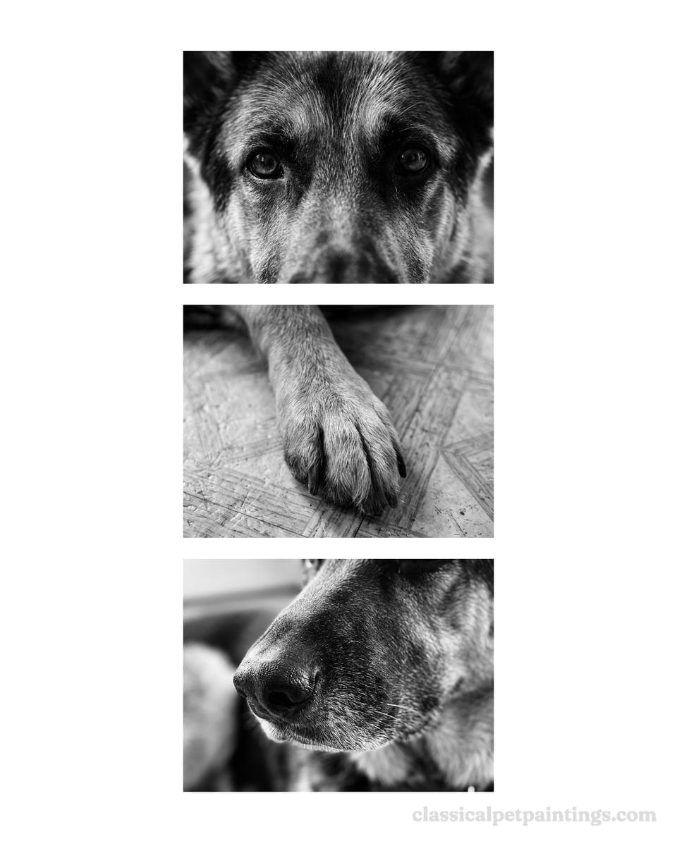 Three black-and-white studies of an older German shepherd with gray on the muzzle: the eyes, a front paw on a kitchen floor, and the nose