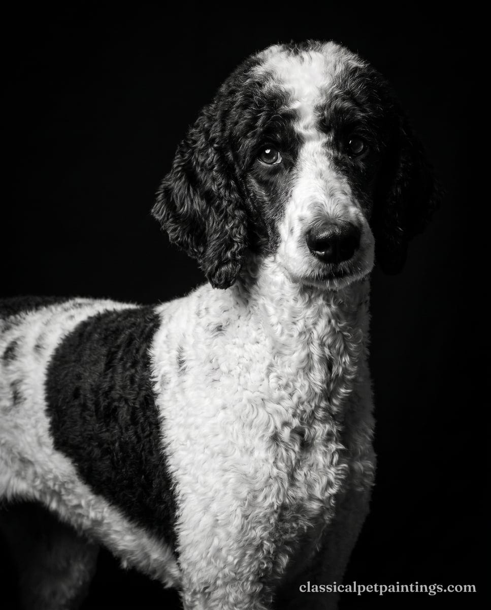 A white poodle with black ears, a black patch around one eye and another on its back, turned three-quarters on a black ground