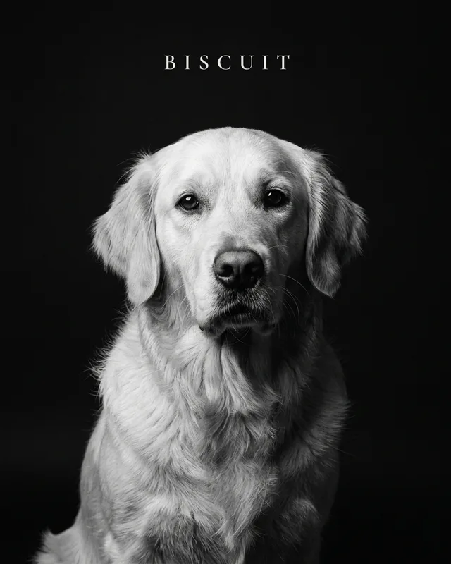 Biscuit the golden retriever, painted in the Noir style