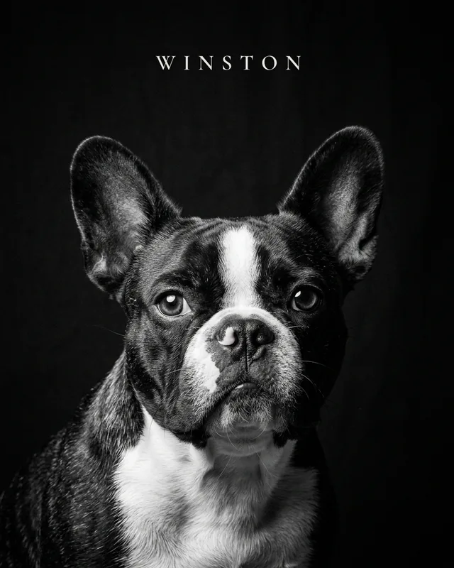 Winston the french bulldog, painted in the Noir style