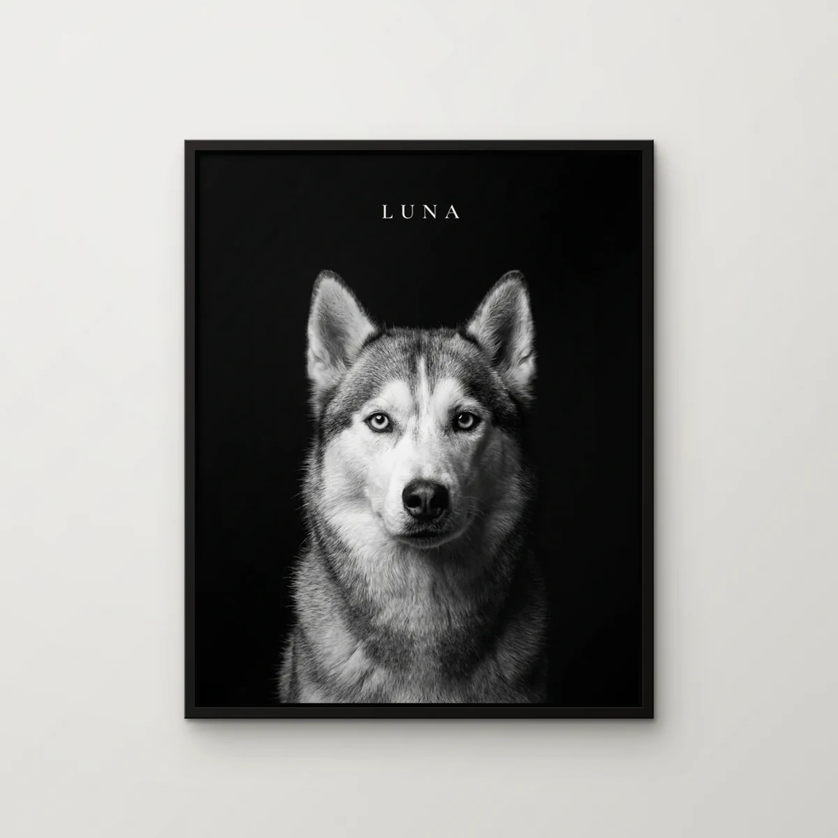 Luna the siberian husky painted in the Noir style