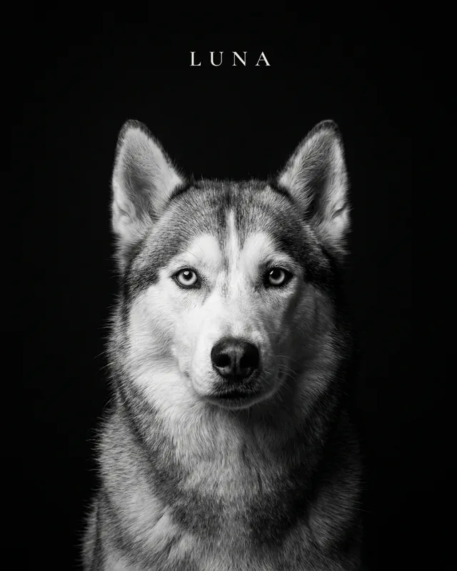 Luna the siberian husky, painted in the Noir style
