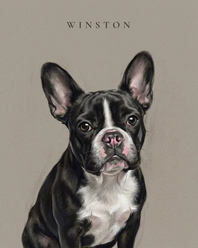 Winston the french bulldog, painted in the Pastel Study style