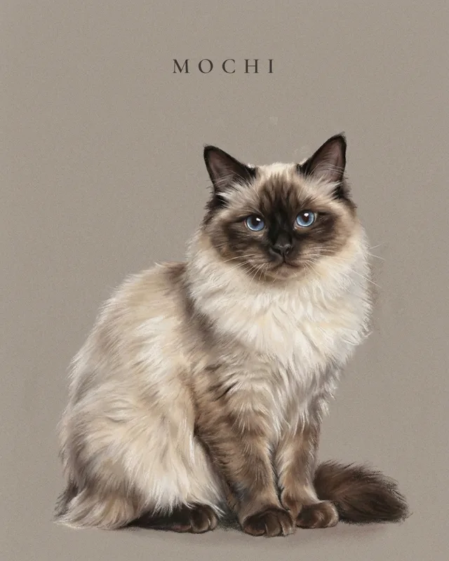 Mochi the ragdoll, painted in the Pastel Study style