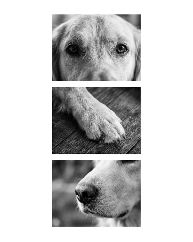 Biscuit the golden retriever, painted in the Three Things style