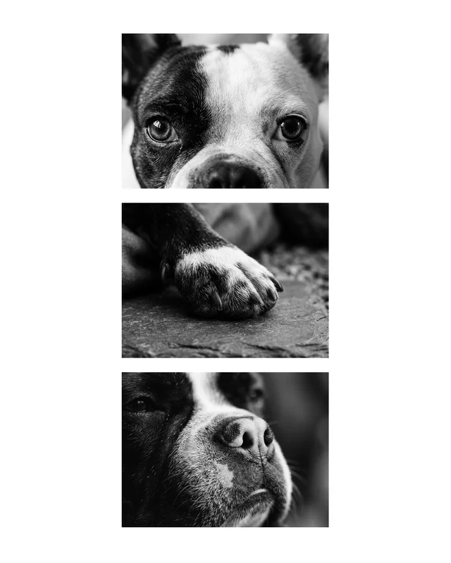 Winston the french bulldog, painted in the Three Things style