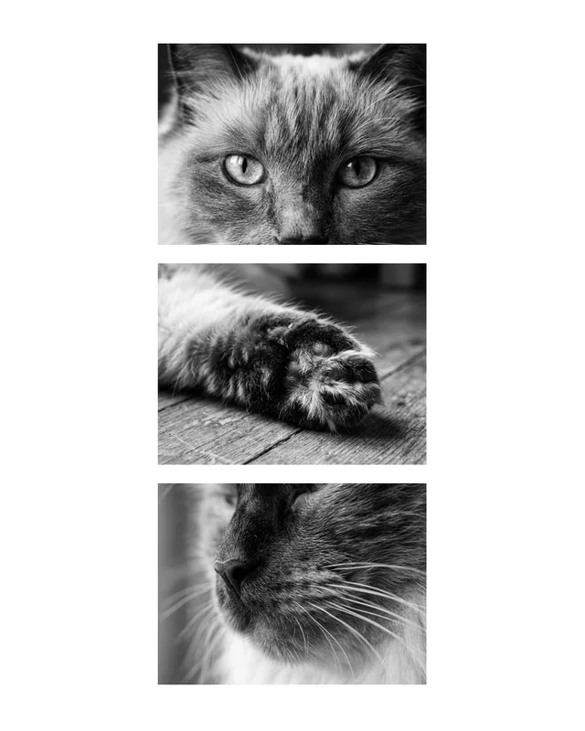 Mochi the ragdoll, painted in the Three Things style